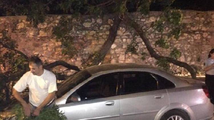 Seyir halindeki otomobilin üzerine ağaç devrildi
