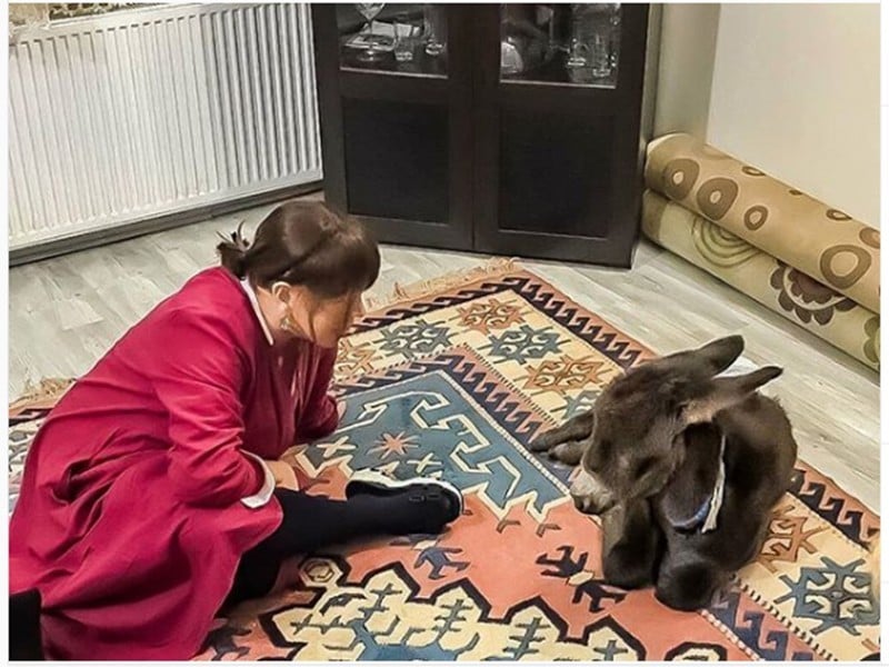 Sezen Aksu sahiplendiği sıpaya, yalısının kapılarını açtı 