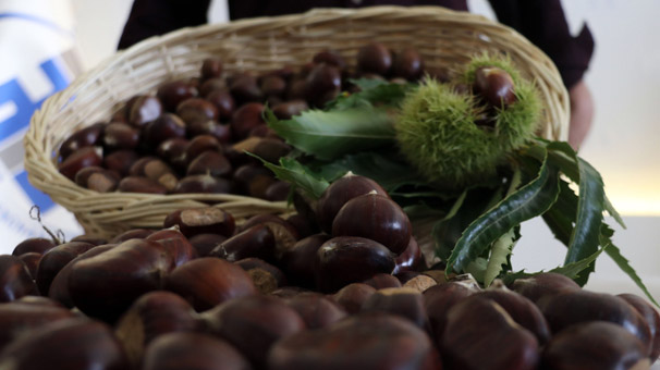 Sezonun ilk kestanesi kilogramı 50 liradan satıldı