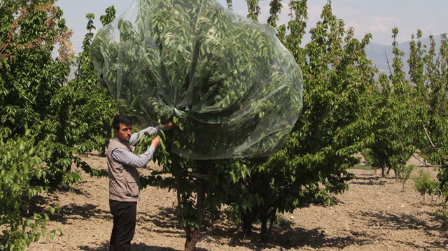Sezonun ilk kirazı pazara çıktı