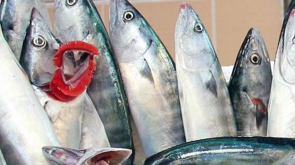 Sezonun ilk palamutları, Karadeniz'de ağlara takılmaya başladı