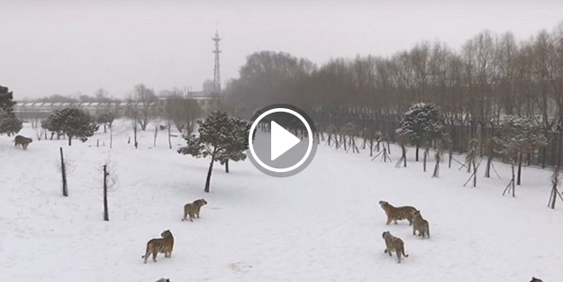 Sibirya kaplanlarının drone avı!