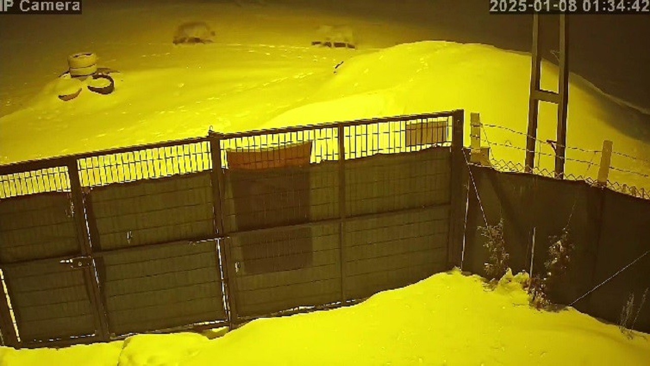 Sibirya soğukları aç bırakınca şehre indiler!