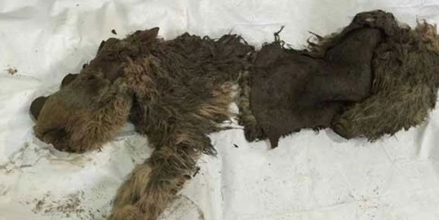 10 bin yıllık gergedan bulundu