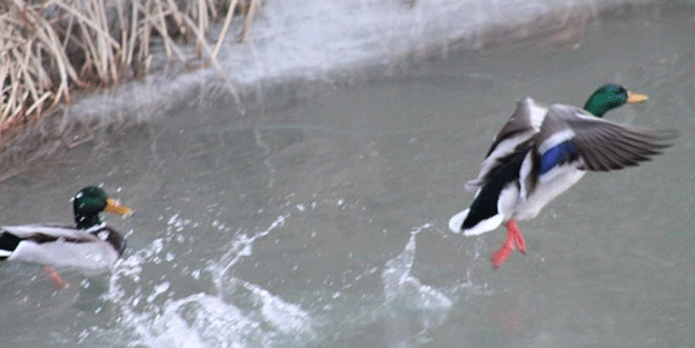Sibirya’dan göç ettiler Bayburt’u çok sevdiler