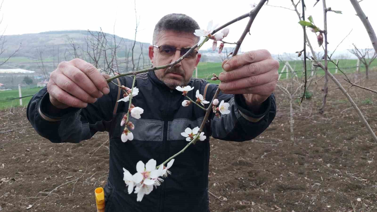 Sıcak hava, erik ağaçlarını da aldattı’ Çiçek açıp meyve verdiler