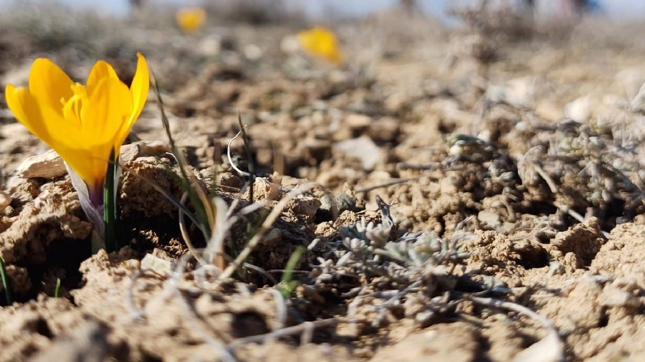 Sıcak hava kardelenleri aldattı