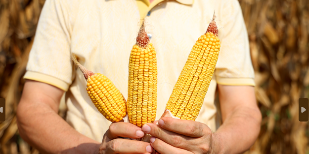 Sıcak hava mısırları küçülttü!