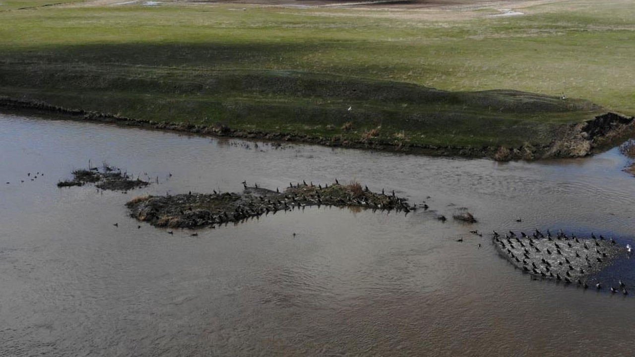 Sıcak kesimlerden göç başladı! Kars’ta onlarca karabatak görüntülendi