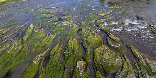 Sıcaklar Kura Nehri'ni yosunla kapladı