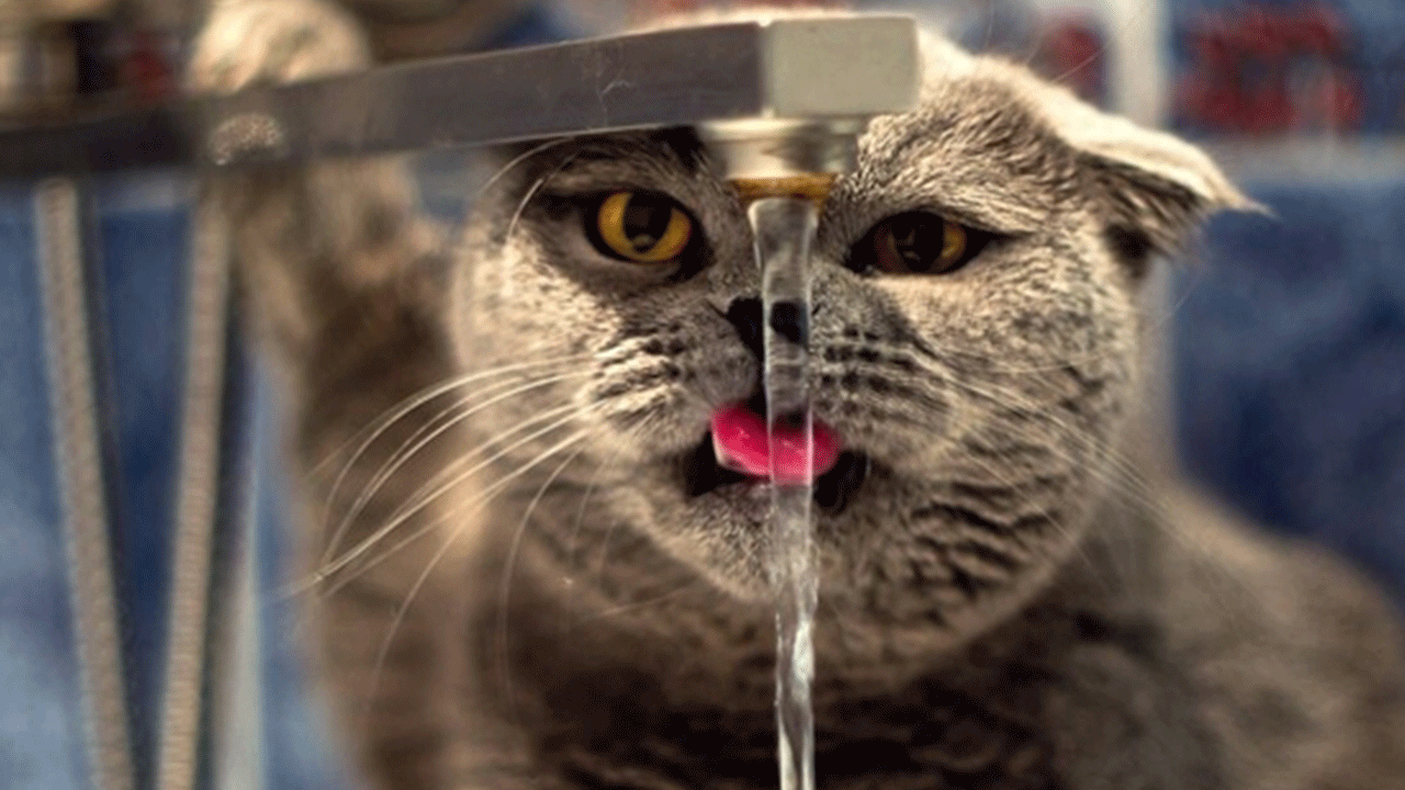 Sıcaklarda tıraş ettirmeyin! Veterinerden evcil hayvan sahiplerine kritik uyarı