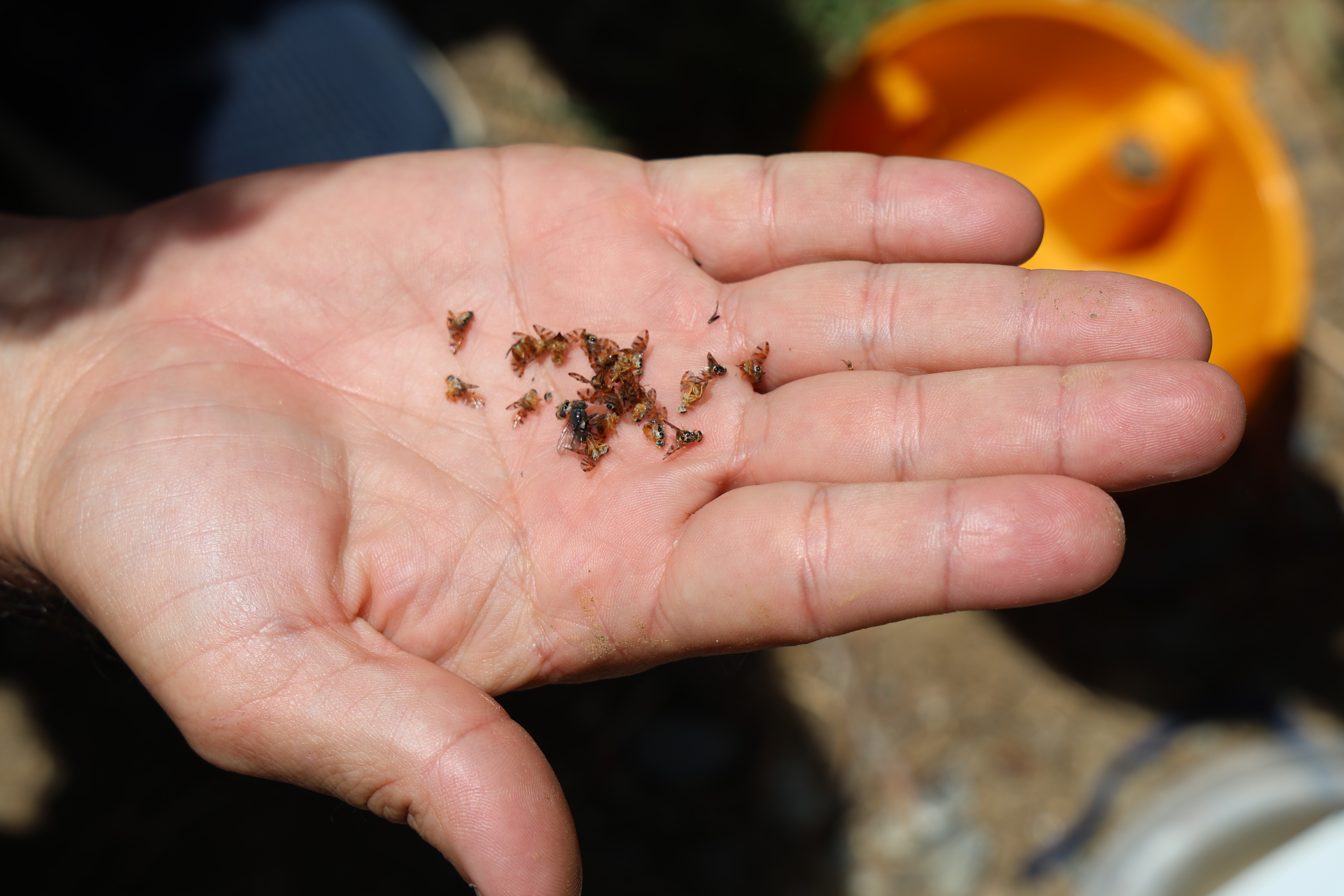 Sıcaklarla birlikte çoğalan tehlike Akdeniz Meyve Sineği