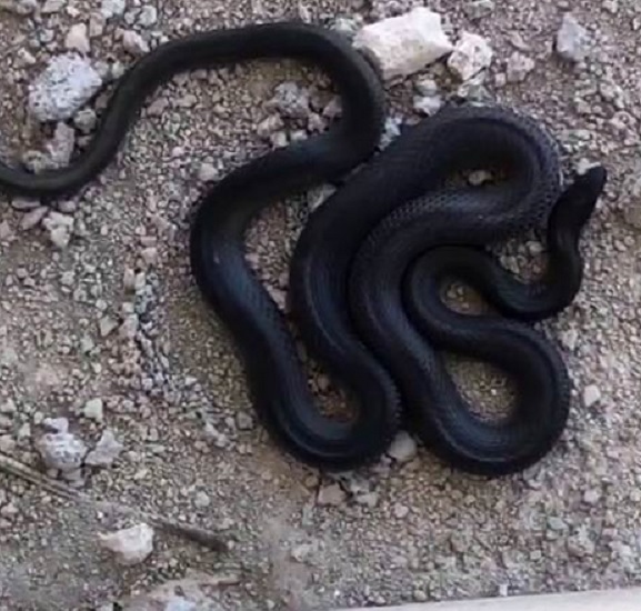 Sıcaklarla birlikte vatandaşın yeni kabusu oldu!