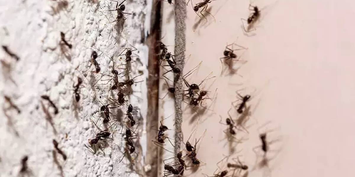 Sıcaklıklarla birlikte artan karıncalar evinizi istila etmeden bu yöntemi deneyin! Bir kaşık dökünce cin çarpmışa dönüyorlar