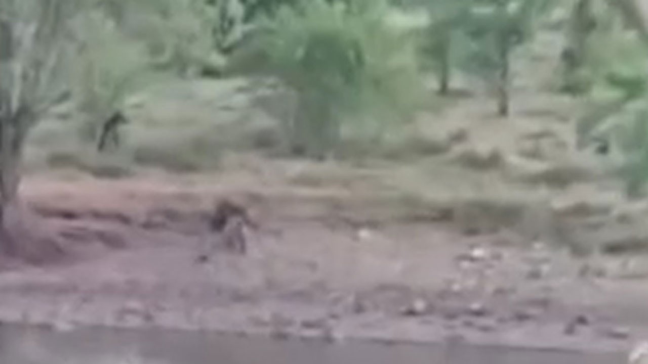 Sıcaktan bunalan ayı ailesi böyle görüntülendi