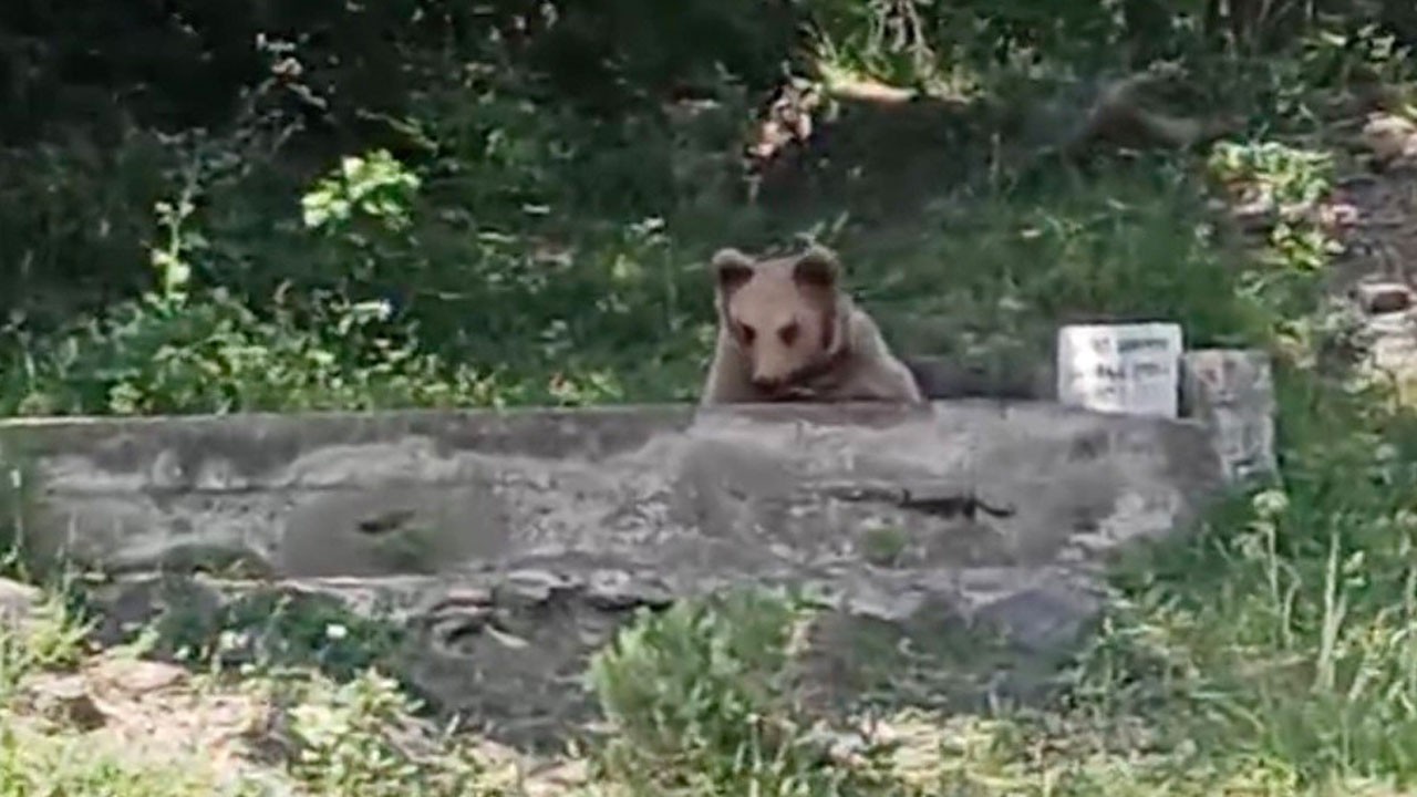 Sıcaktan bunalan bozayı, çeşmede keyif yaptı!