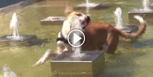 Sıcaktan bunalan köpeğin fıskiyeyle imtihanı