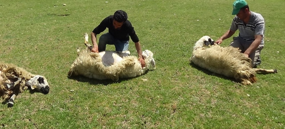 Sıcaktan bunalan koyunları kırparak rahatlatıyor 