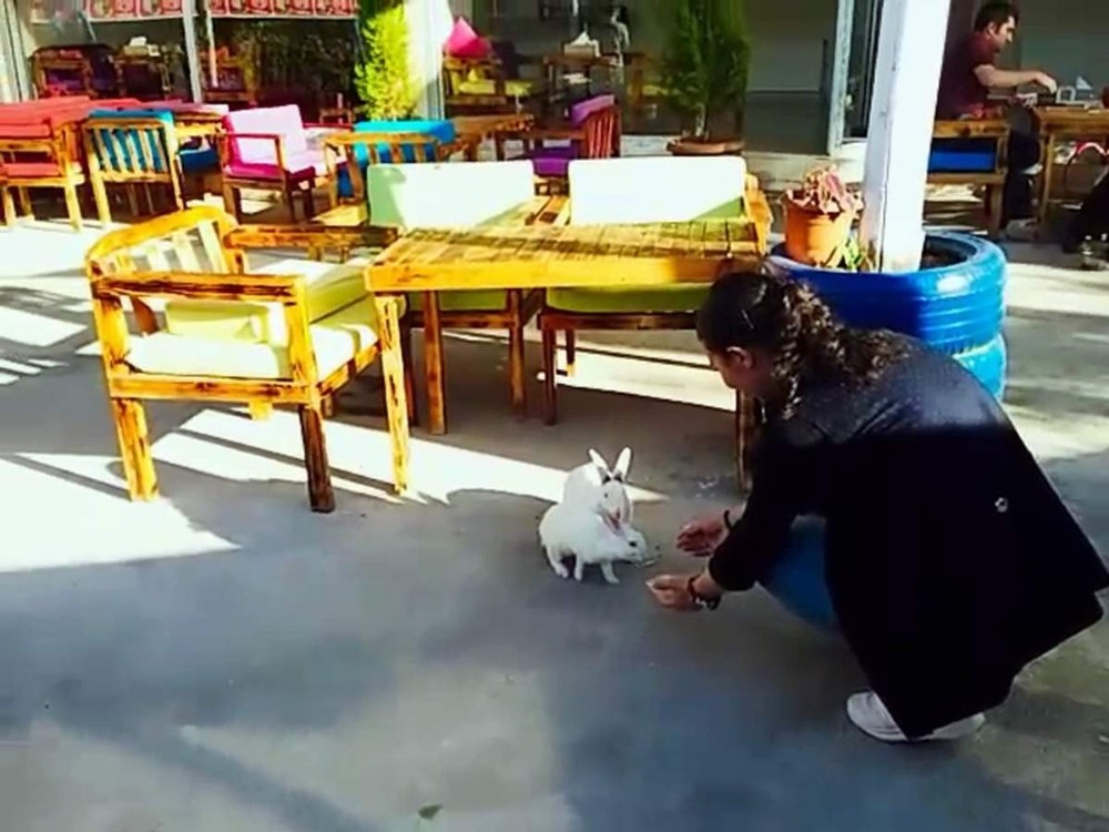 Sıcaktan bunalan tavşanların dondurma keyfi 