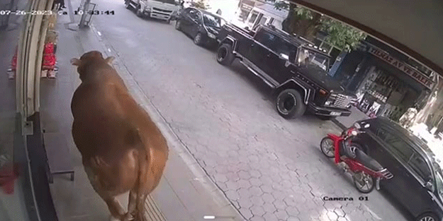 Sıcaktan bunalan tosun klimalı dükkana girerek serinledi