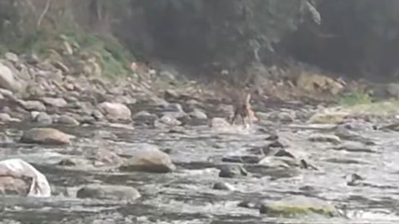 Sıcaktan bunaldı, dereye atladı! Karacanın serinleme anı kamerada