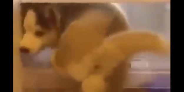 Sıcaktan bunaldı ve... - VIDEO