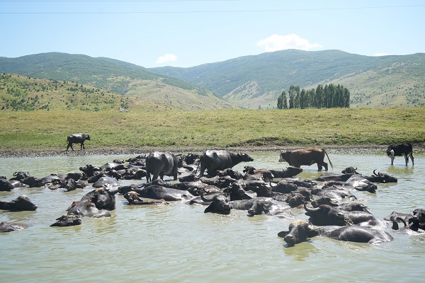 Sıcaktan bunaldılar soluğu orada aldılar! Burası Afrika değil Türkiye