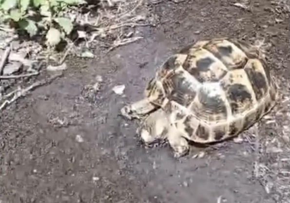 Sıcaktan etkilenen kaplumbağa böyle hayata tutundu