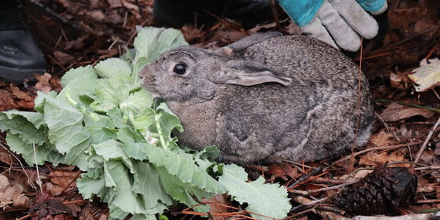 Sıcaktan etkilenen yaban tavşanının imdadına milli parklar görevlileri yetişti