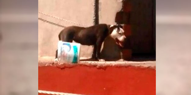 Sıcaktan ölen köpeğin sahibine rekor para cezası!