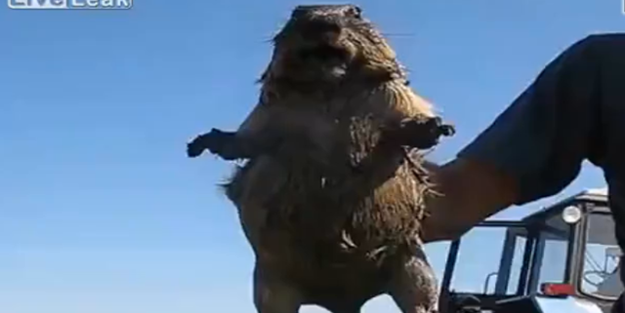 Sıçanın çıkardığı inanılmaz ses! - VİDEO