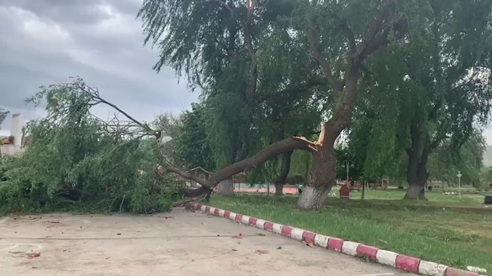 Şiddetli rüzgar ağacı ikiye böldü 