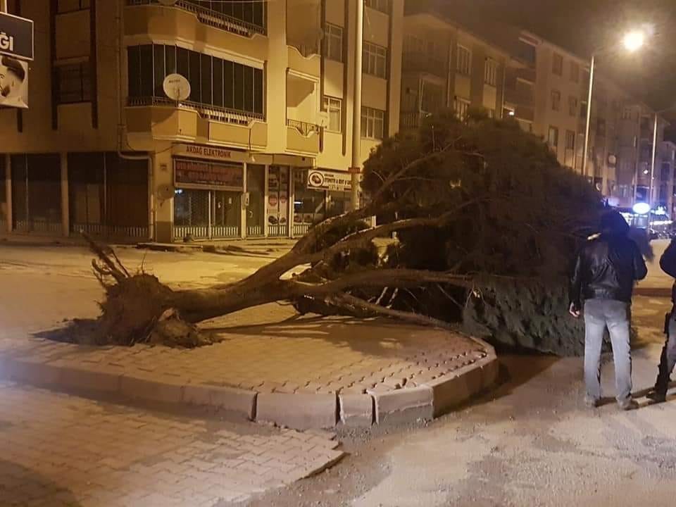 Şiddetli rüzgar ağacı yerinden söktü 
