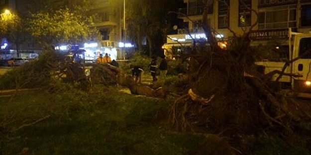 Şiddetli rüzgar ağaçları kökünden söktü!