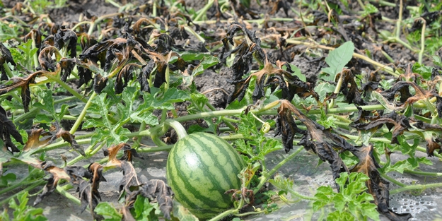 Şiddetli rüzgar karpuz tarlalarını vurdu