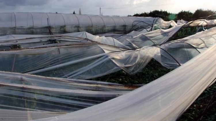 Şiddetli rüzgar seraları yıktı