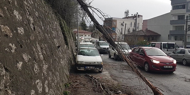 Şiddetli rüzgarla devrilen ağaç iki araca zarar verdi