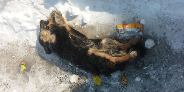 Şiddetli soğuklara dayanamayan yavru köpek donarak öldü