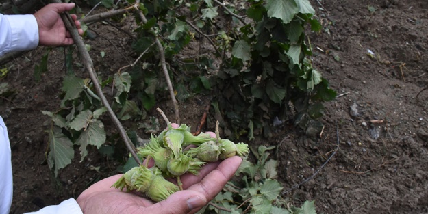 Şiddetli yağıştan etkilenen fındık bahçelerinde hasar tespit çalışması başlatıldı