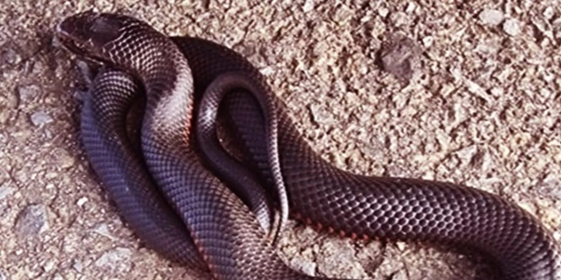 Sidney'de yılanlar Covid-19 test merkezini istila etti