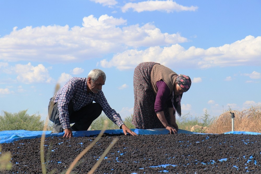 Şifa deposu karadutta hasat mevsimi 