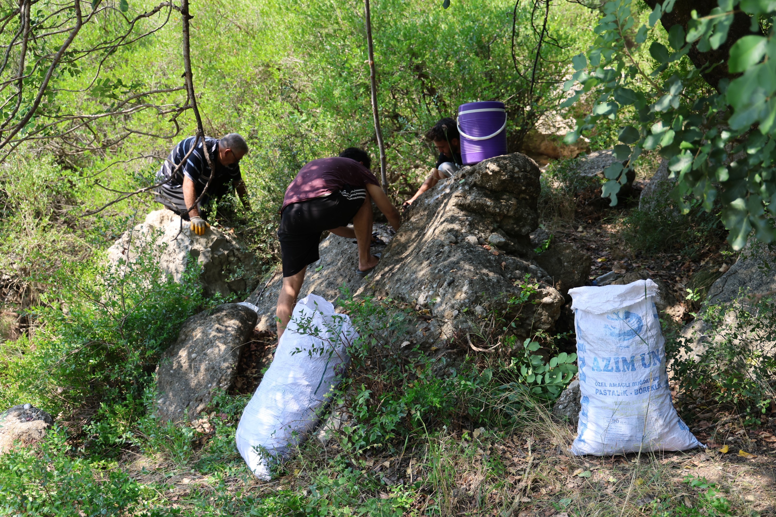 Şifa deposu keçiboynuzunda zorlu hasat başladı