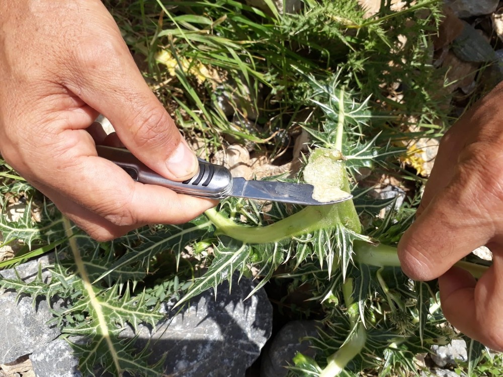 Şifa deposu kenger sakızının kilosu bin liradan satılıyor 