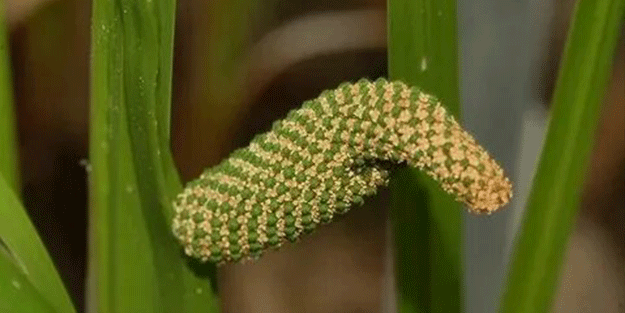 Şifa deposu ot mide ve bağırsak gazlarını böyle gideriyor