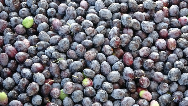 Şifa dolu zeytinin zahmetli yolculuğu