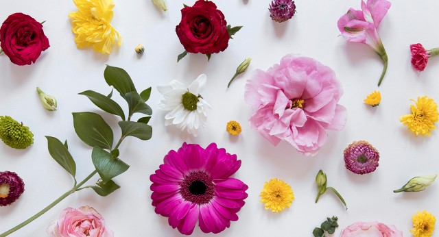 Şifa kaynağı olduğuna inanılan ev bitkileri! Detaylar şaşkına çevirdi: Doğal hazine olan o 6 bitki! İşte bu da tam listesi