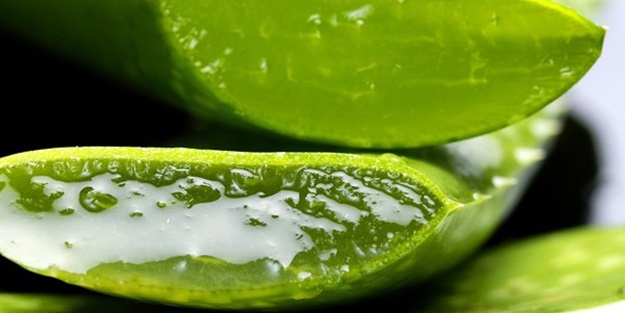 Şifalı aloe verayı saksıda yetiştir