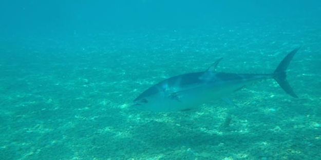 Sığ suda görüldü, avlanması uzun sürmedi