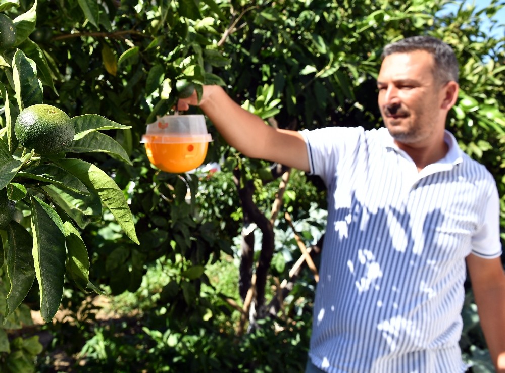 Sığacık’ta meyve ağaçlarına tuzaklı koruma 