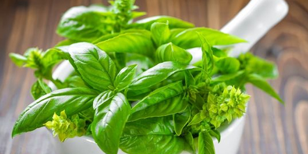 Sigara bıraktıran fesleğen yaprağı ve faydaları: Desteği ile son veriyor! Fesleğenin faydaları saymakla bitmiyor